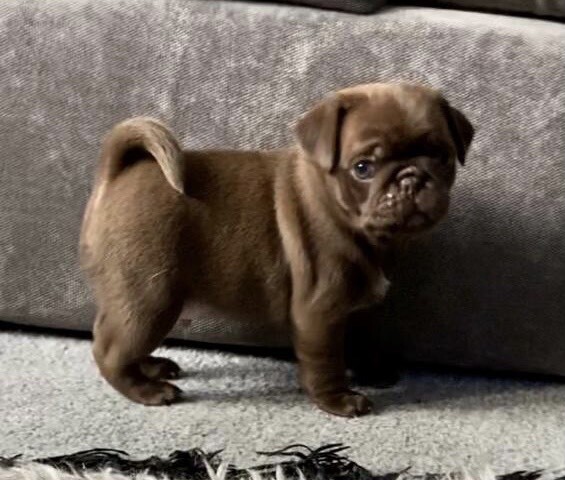 chocolate pug